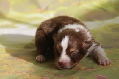 Les chiots de Berger Australien