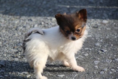 Chiot N°2 - Epagneul nain Continental (Papillon)