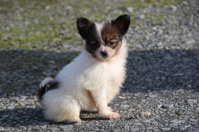Chiot N°3 - Epagneul nain Continental (Papillon)