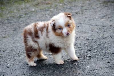 Les chiots de Berger Australien