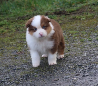 Les chiots de Berger Australien