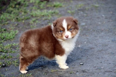 Les chiots de Berger Australien