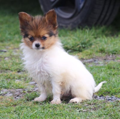 Les chiots de Epagneul nain Continental (Papillon)