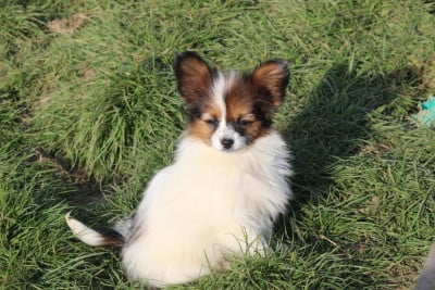 Les chiots de Epagneul nain Continental (Papillon)