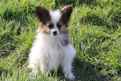 Les chiots de Epagneul nain Continental (Papillon)