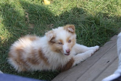 Les chiots de Berger Australien