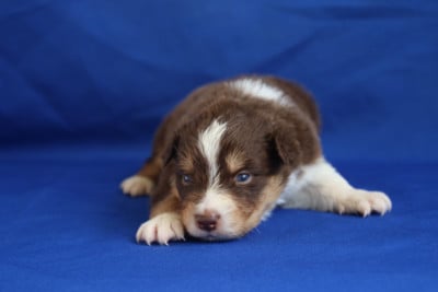 Les chiots de Berger Australien