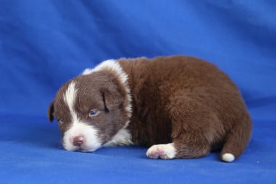 Les chiots de Berger Australien