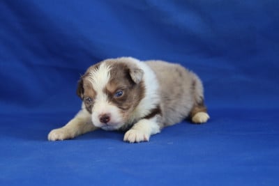Les chiots de Berger Australien