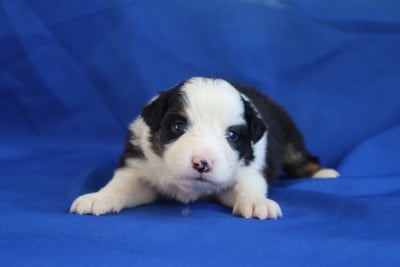 Les chiots de Berger Australien