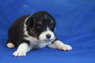Les chiots de Berger Australien