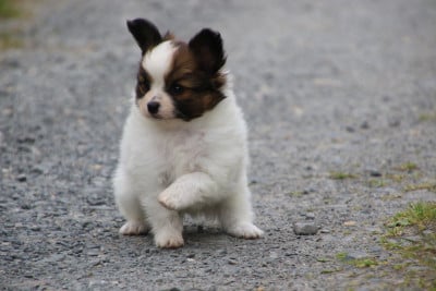Les chiots de Epagneul nain Continental (Papillon)