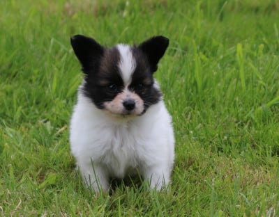 Les chiots de Epagneul nain Continental (Papillon)