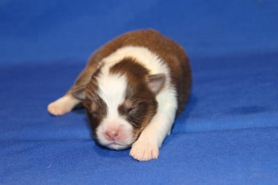 Les chiots de Berger Australien