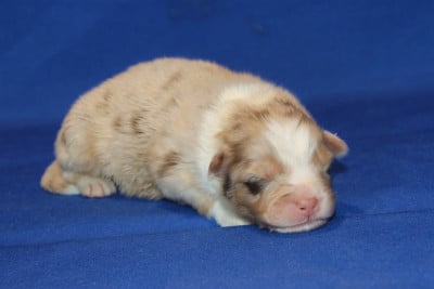 Les chiots de Berger Australien