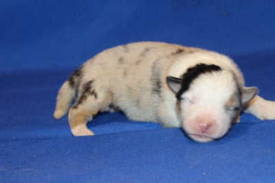 Les chiots de Berger Australien