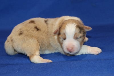 Les chiots de Berger Australien