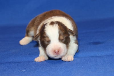 Les chiots de Berger Australien