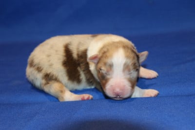 Les chiots de Berger Australien