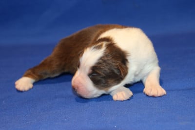Les chiots de Berger Australien