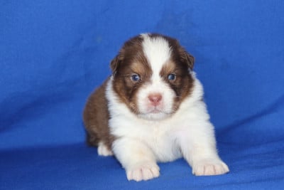 Les chiots de Berger Australien