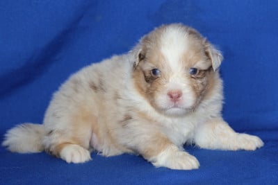 Les chiots de Berger Australien