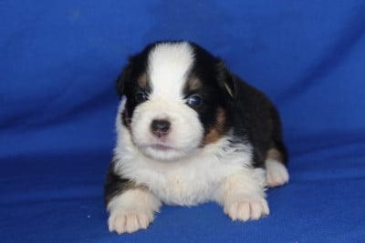 Les chiots de Berger Australien