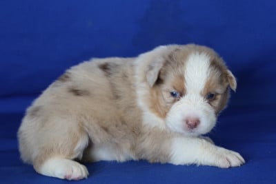 Les chiots de Berger Australien