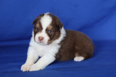 Les chiots de Berger Australien