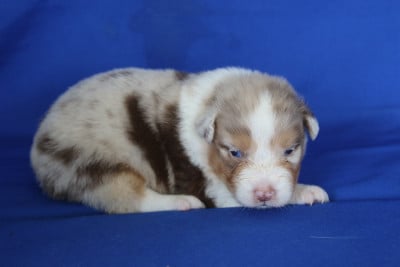 Les chiots de Berger Australien