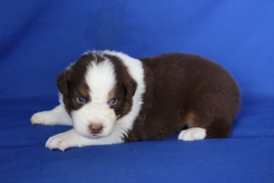 Les chiots de Berger Australien