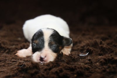 Les chiots de Epagneul nain Continental (Papillon)