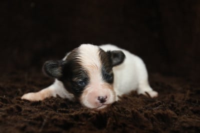 Les chiots de Epagneul nain Continental (Papillon)