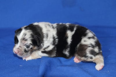 Les chiots de Berger Australien