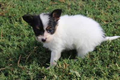 Les chiots de Epagneul nain Continental (Papillon)