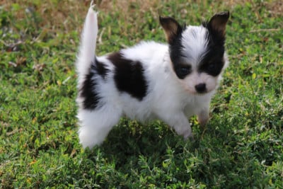 Les chiots de Epagneul nain Continental (Papillon)
