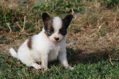 Les chiots de Epagneul nain Continental (Papillon)