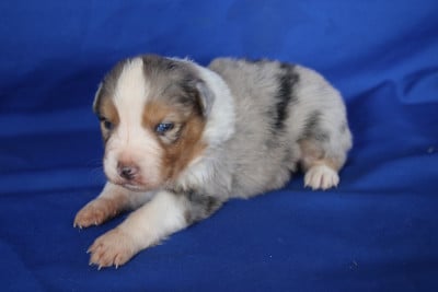 Les chiots de Berger Australien