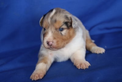 Les chiots de Berger Australien