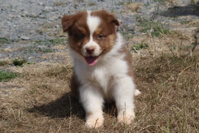 Les chiots de Berger Australien