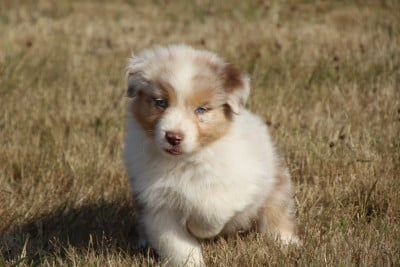 Les chiots de Berger Australien