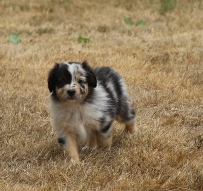 Les chiots de Berger Australien