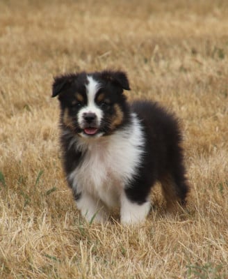 Les chiots de Berger Australien