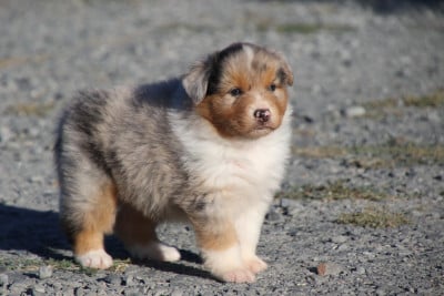 Les chiots de Berger Australien