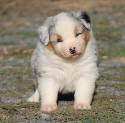Les chiots de Berger Australien
