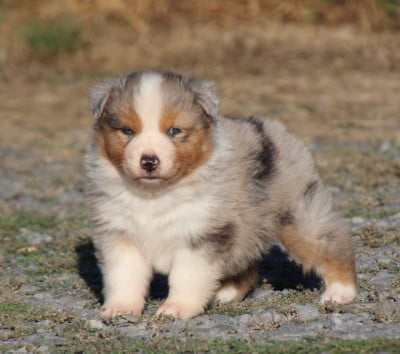 Les chiots de Berger Australien