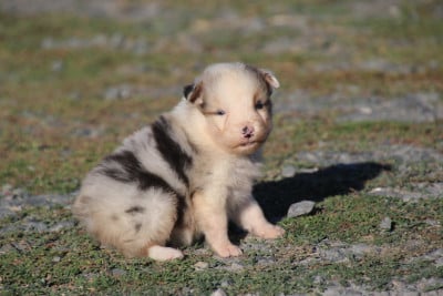 Les chiots de Berger Australien