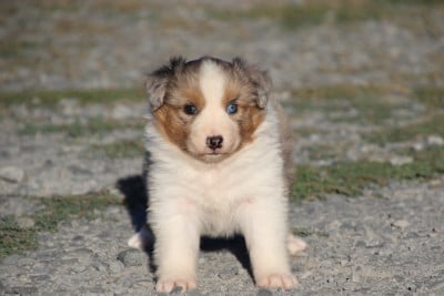 Les chiots de Berger Australien