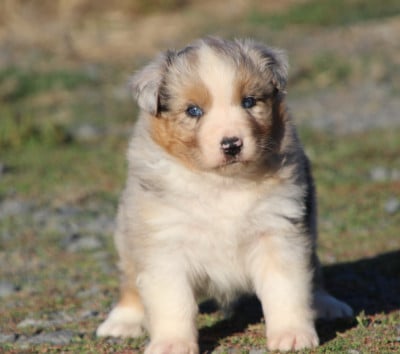 Les chiots de Berger Australien
