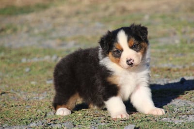 Les chiots de Berger Australien